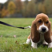 Adorable-hound-dog-puppies-dog-breed-wallpaper