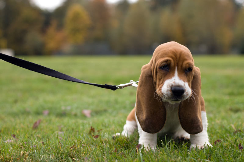 Adorable-hound-dog-puppies-dog-breed-wallpaper