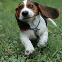 Adorable-hound-puppies-dog-breed-wallpaper