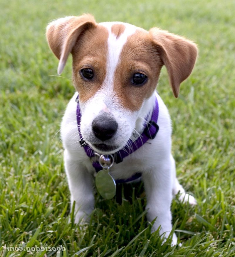 Adorable-jack-russel-puppies-dog-breed-wallpaper