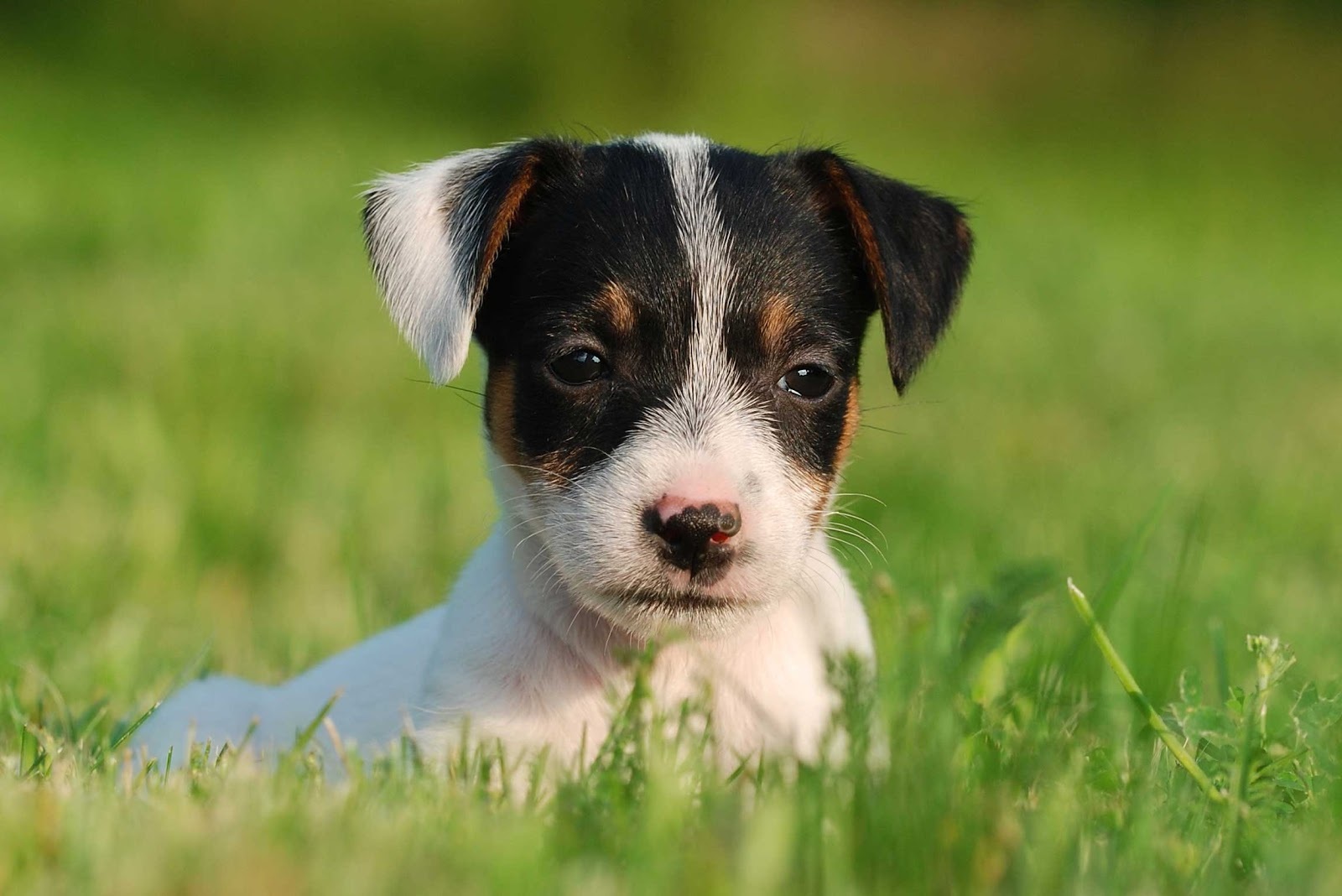 Adorable Jack Russell Puppy Dog Breed Wallpaper Dog Breeders Guide