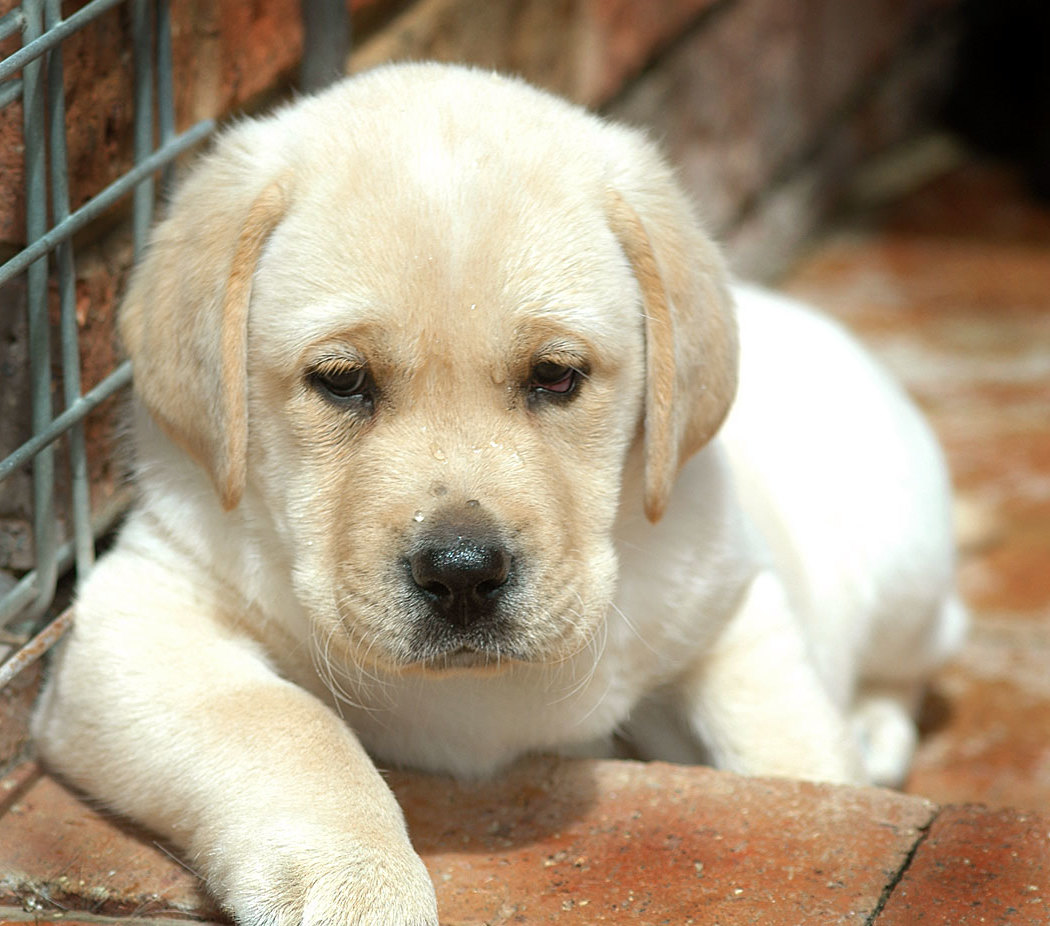 Adorable-lab-puppies-dog-breed-wallpaper