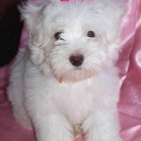 Adorable-maltese-dog-picture-album