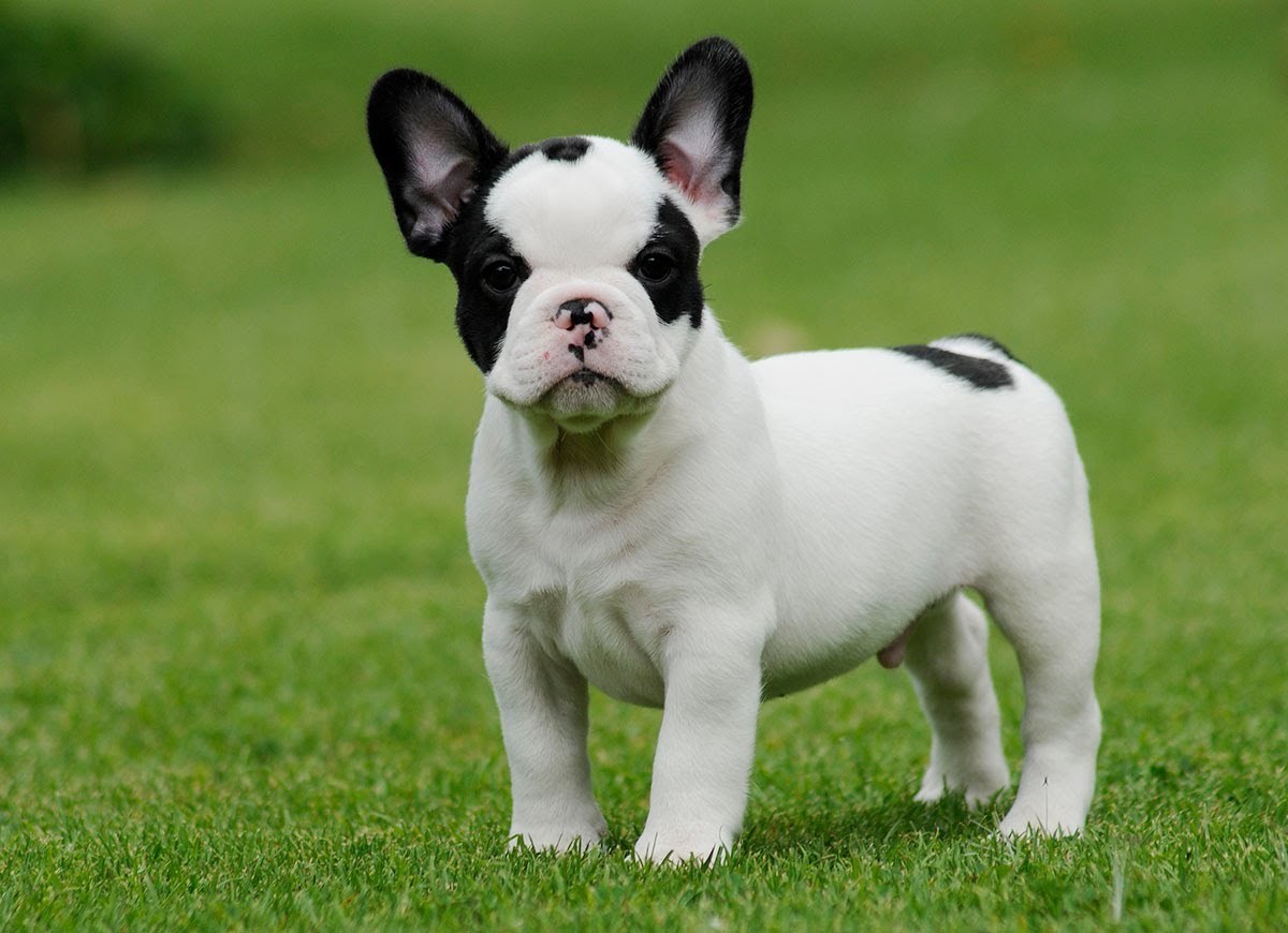 Adorable-mini-french-bulldog-puppies-picture-album