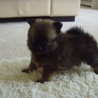 Adorable-mini-pomeranian-puppies-for-sale-picture