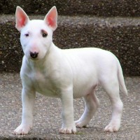 Adorable-miniature-bull-terrier-puppies-dog-breed-wallpaper