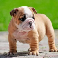 Adorable-miniature-english-bulldog-puppies-wallpaper