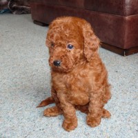 Adorable-miniature-poodles-dog-breed-wallpaper
