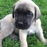 Adorable-old-english-mastiff-puppies-picture