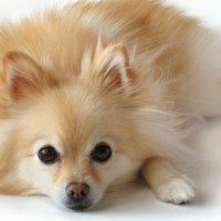 Adorable-pictures-of-pomeranian-puppies-dog-breed-wallpaper