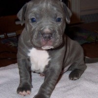 Adorable-pit-bull-terrier-puppies-picture