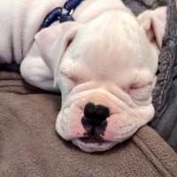 Adorable-pitbull-puppies-wallpaper