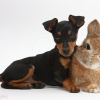 Miniature-Pinscher-puppy-and-rabbit-white-background