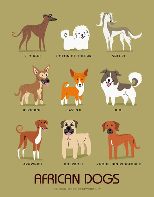 African Dogs Breed Picture