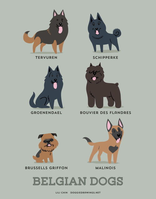 Belgian Dogs Breed Picture