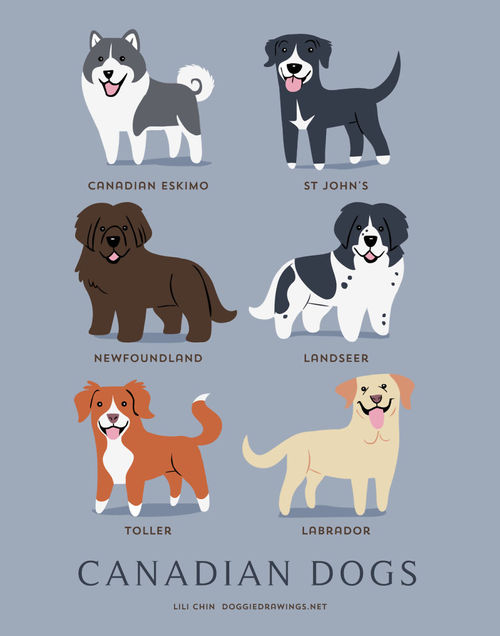 Canadian Dogs Breed Picture