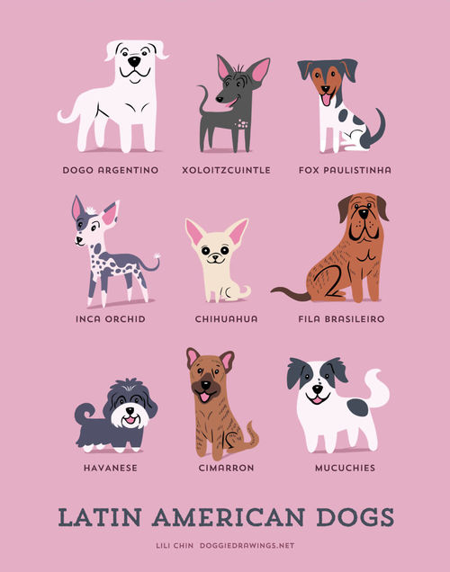 Latin America Dogs Breed Picture