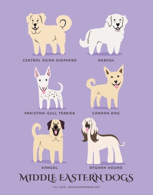 Middle Eastern Dogs Breed Picture