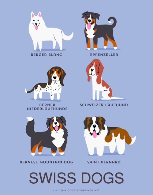 Swiss Dogs Breed Picture