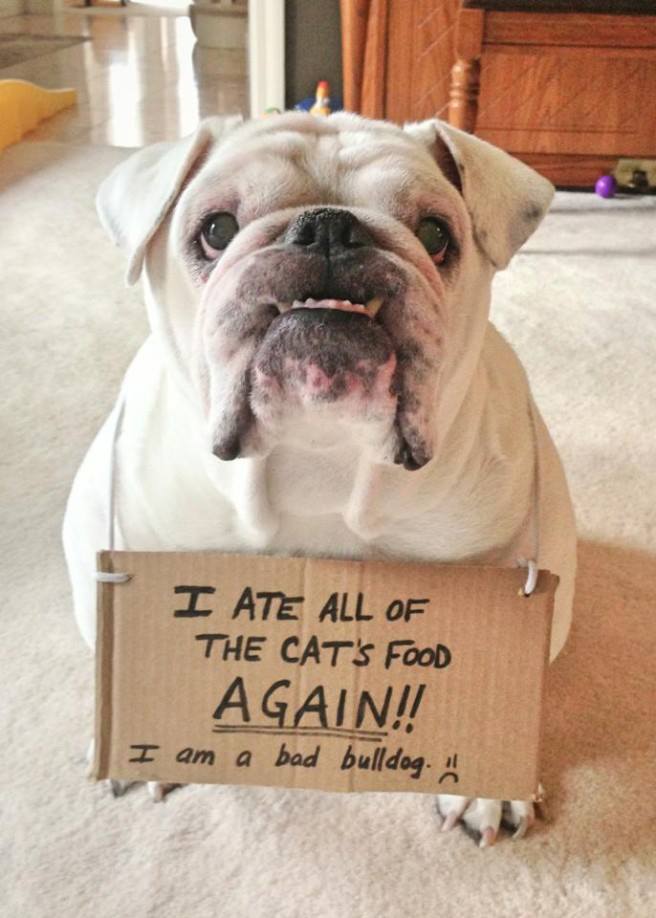 funny bulldog dog pictures with signs