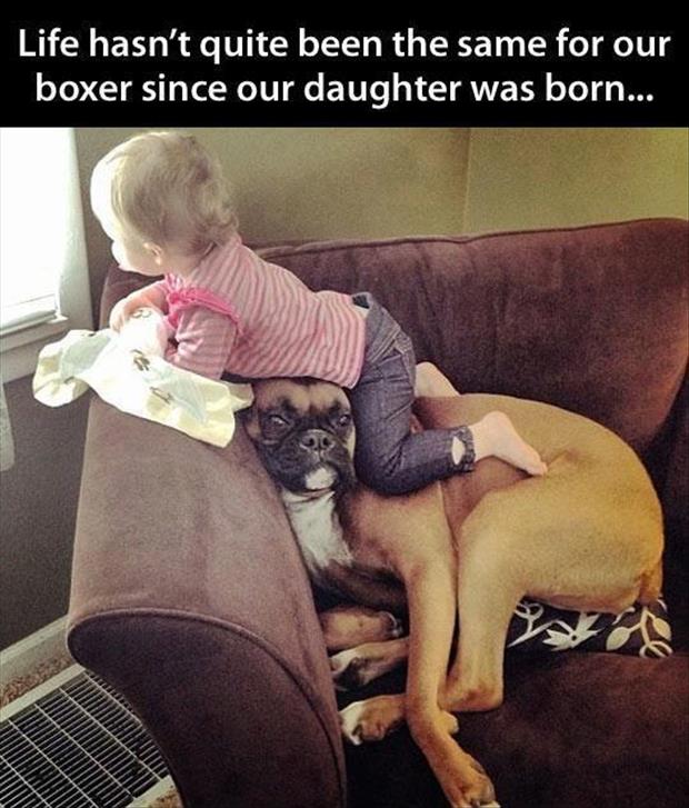 funny dog pictures for kids