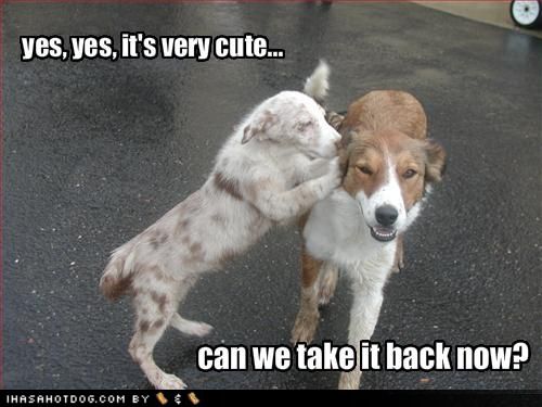 Funny pictures of dog talking secretely