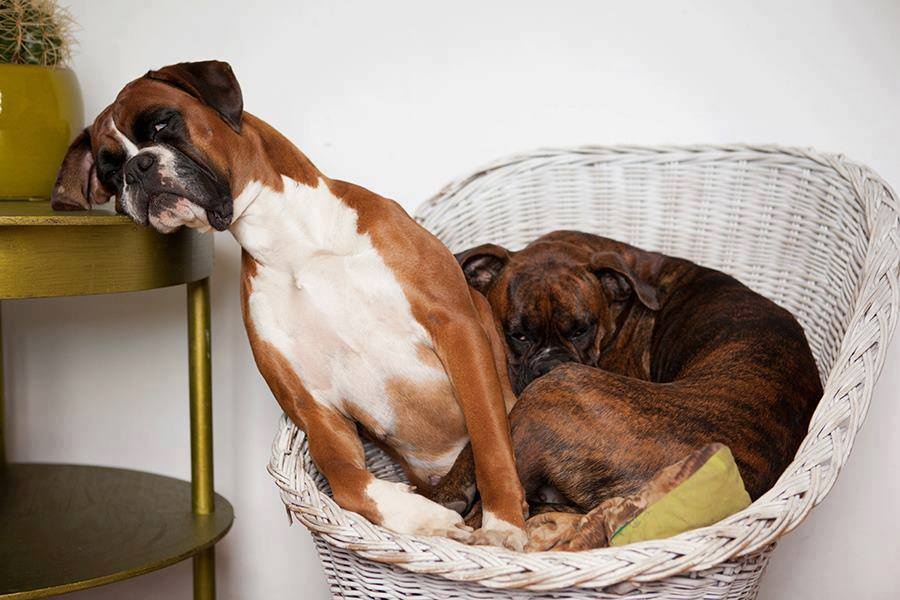 funny boxer dogs