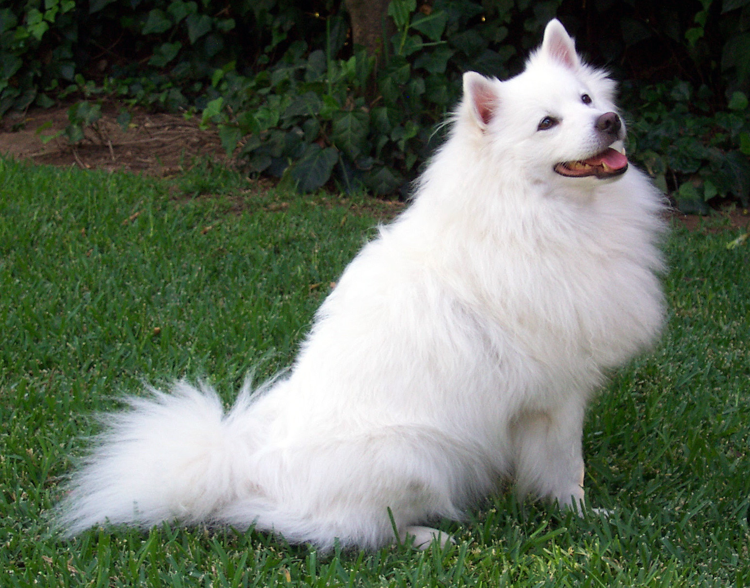american eskimo white dog breeds