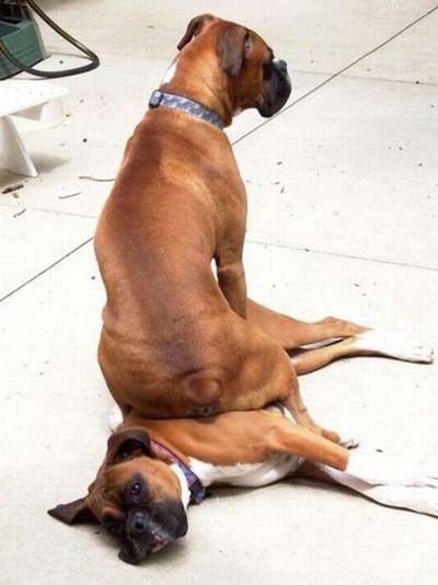 funny-boxer-dog-sitting-on-another-boxer.jpg