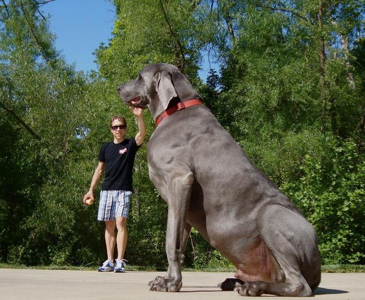 image of dog biggest breed