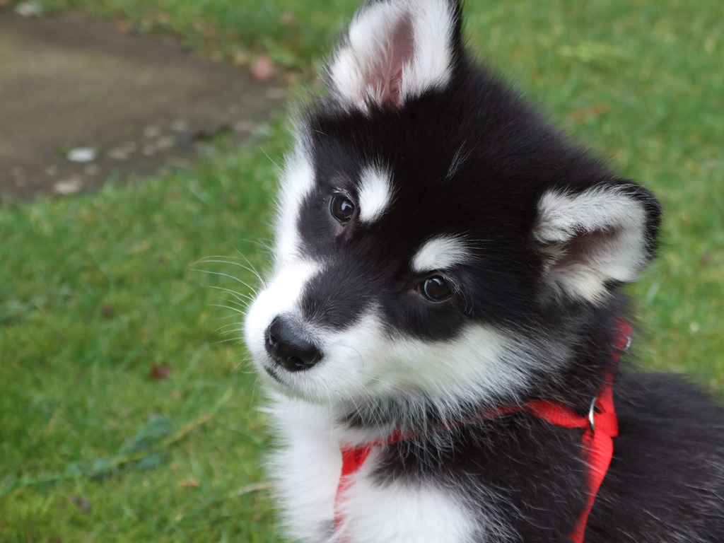 Alaskan Malamute Picture Ohio