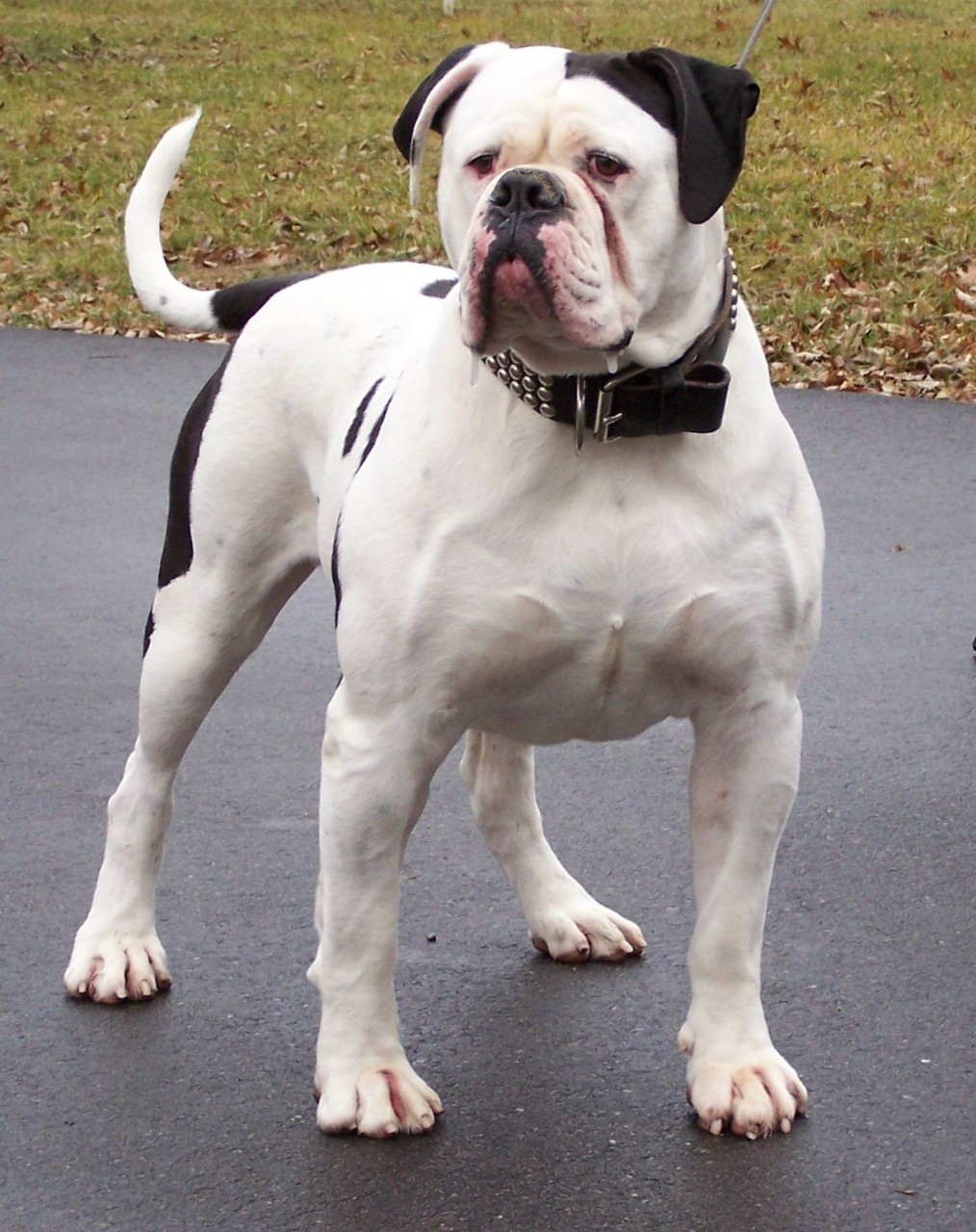 American Bulldog Boxer Mix Puppies Picture Dog Breeders Guide