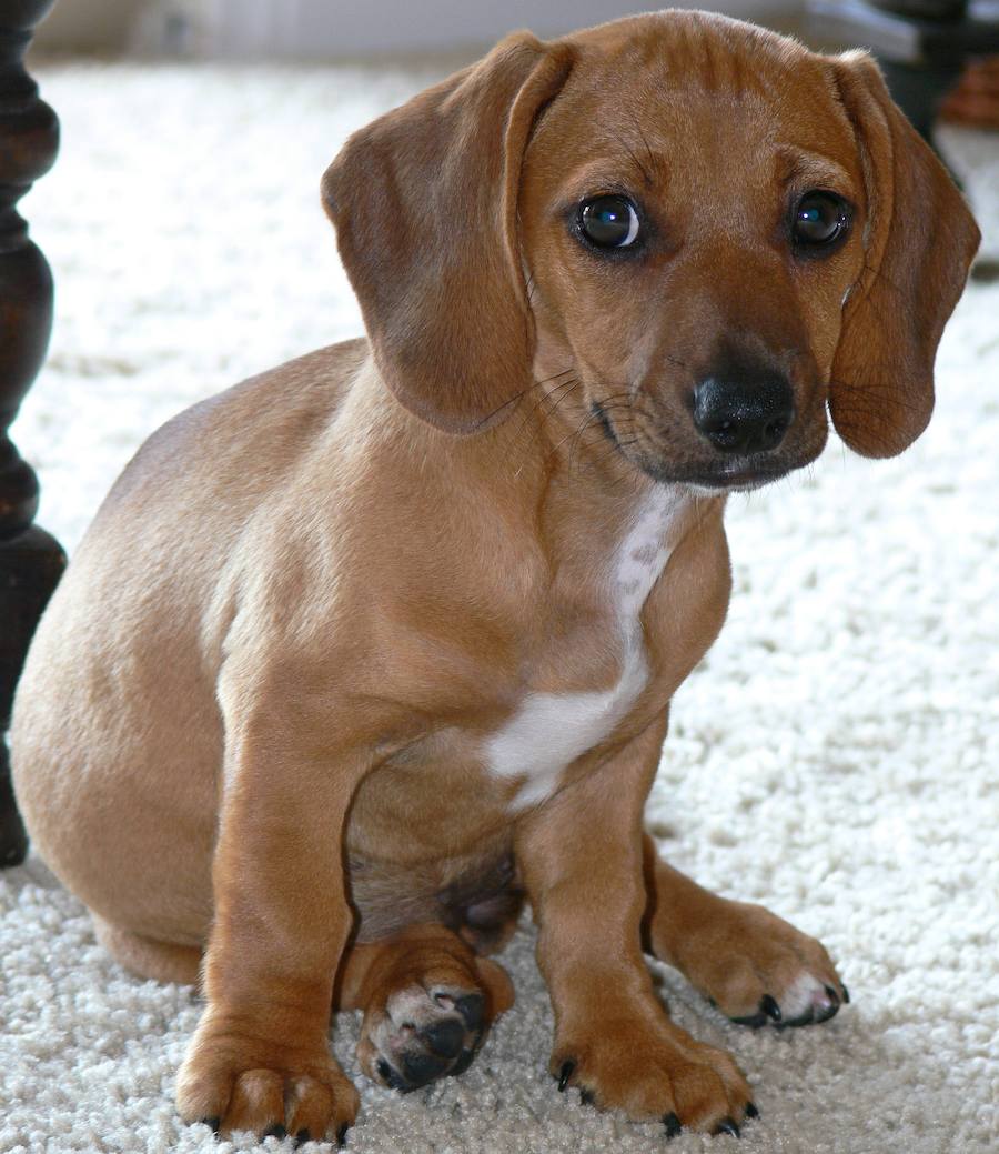 Beagle Dachshund Mix Puppies Picture
