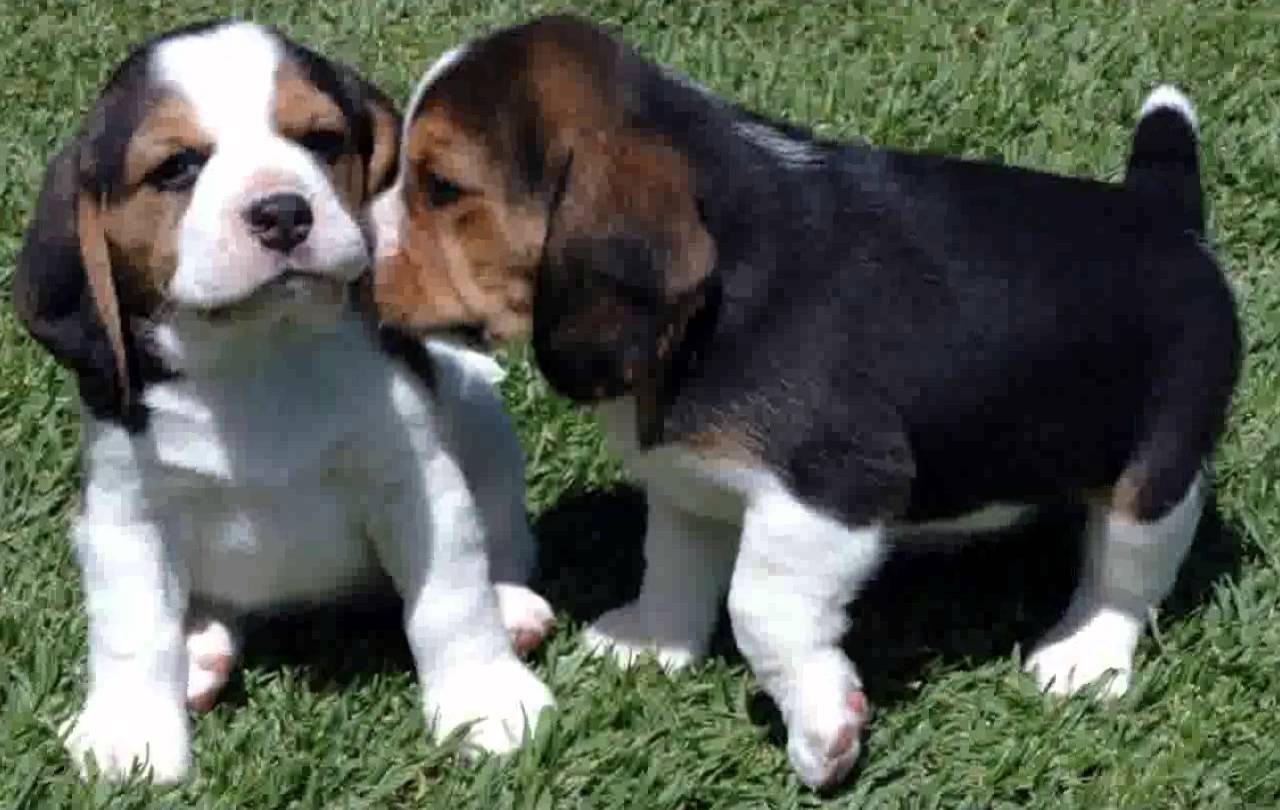 Beagle Puppies Picture Southern California