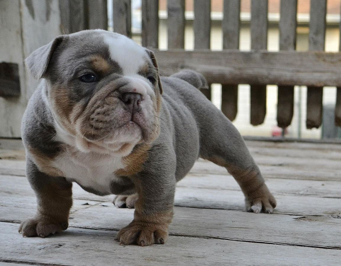 Blue Old English Bulldog Puppies Picture