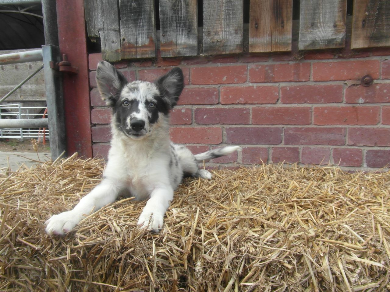 Border Collie Blue Merle Puppies Picture