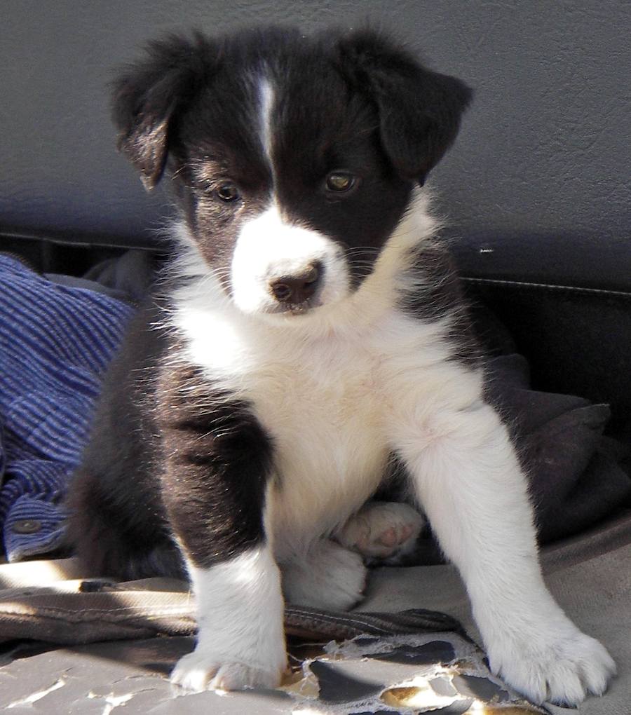 Border Collie Puppies Picture Mississippi