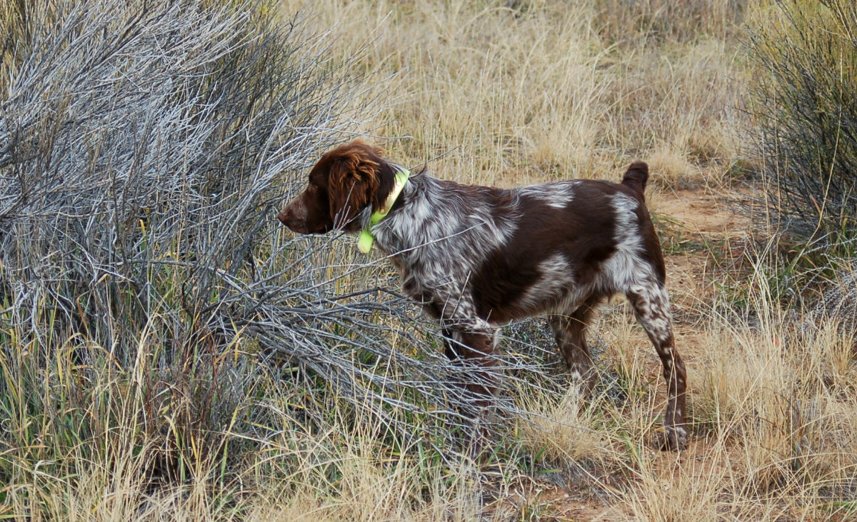 Brittany Spaniel Hunting Dogs Picture