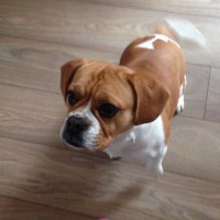 Bulldog-Beagle-Mix-Picture