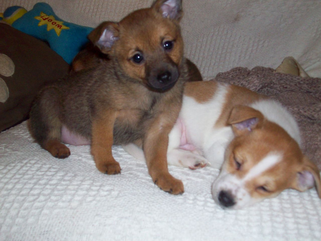 Chihuahua And Pomeranian Mix Picture