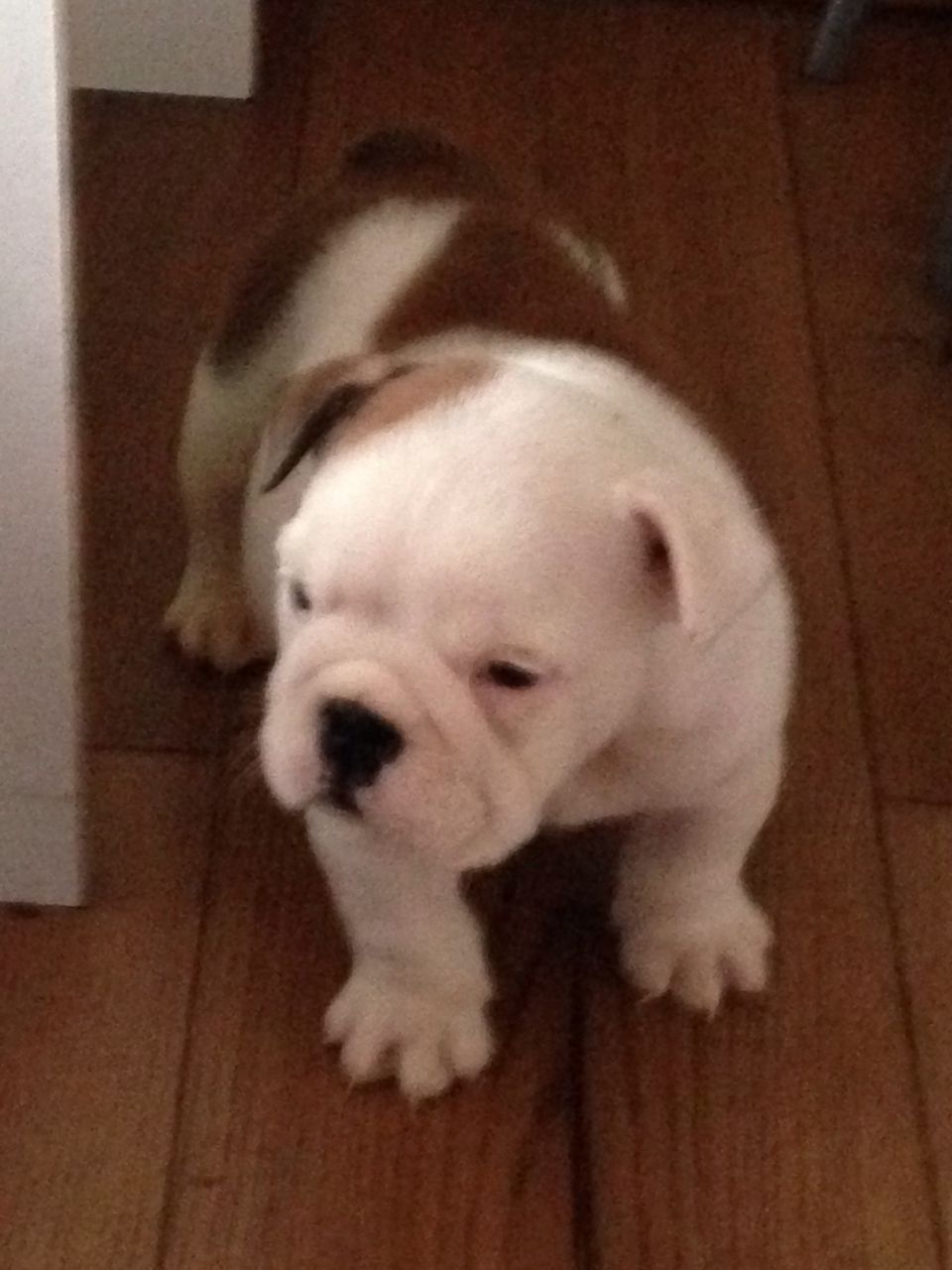 English Bulldog Puppies Picture St. Louis