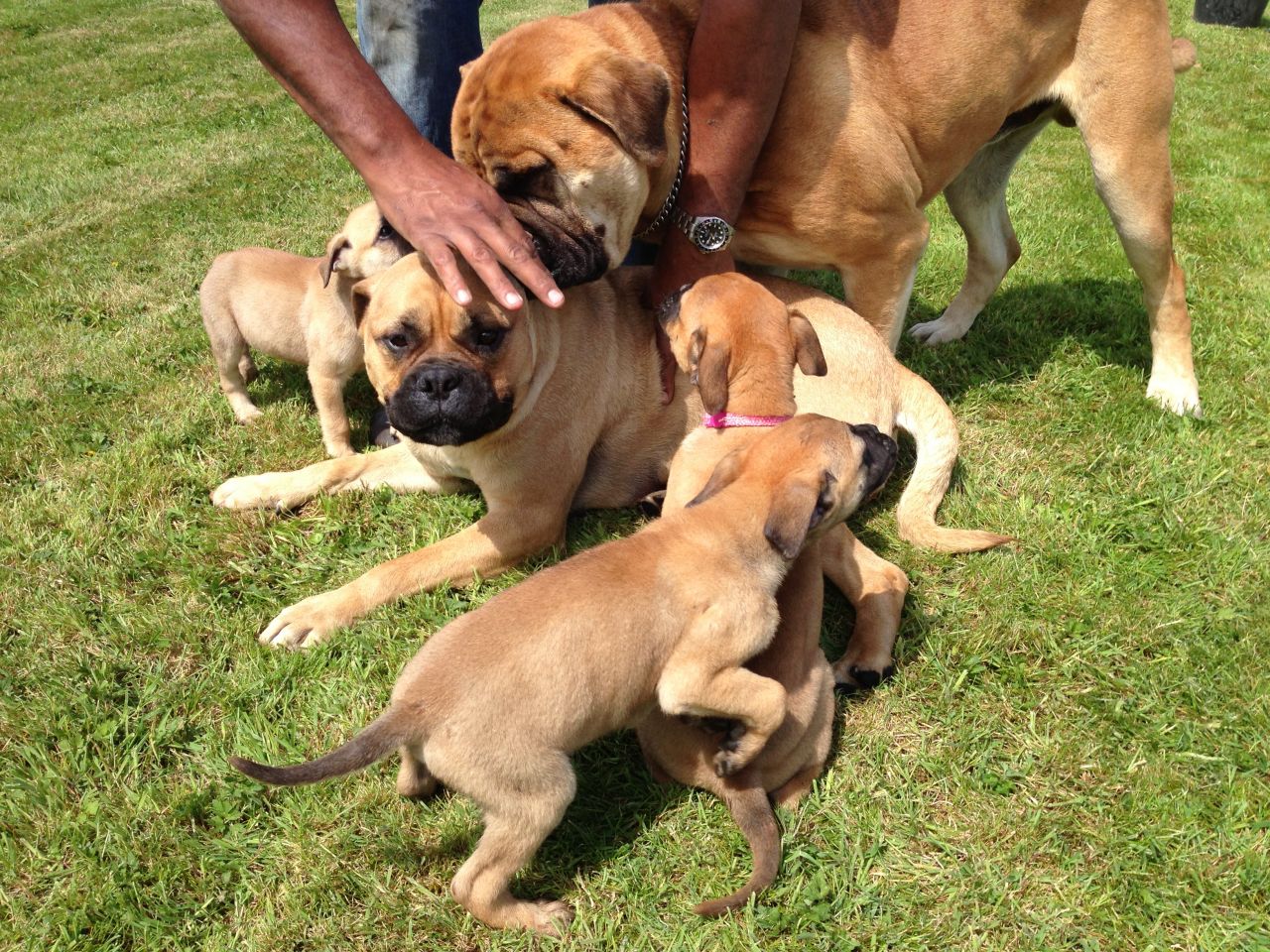 French Bullmastiff Picture