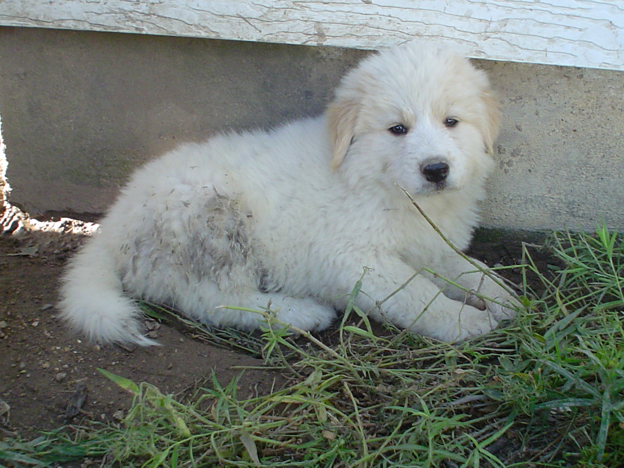 Great Pyrenees Puppies Picture Georgia