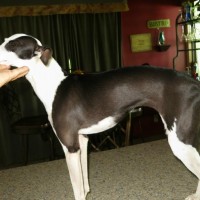 Italian-Greyhound-Puppies-Picture-Florida