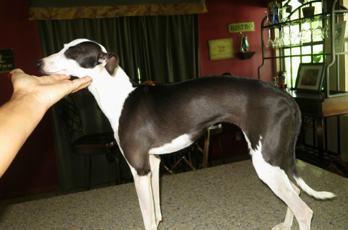 Italian Greyhound Puppies Picture Florida