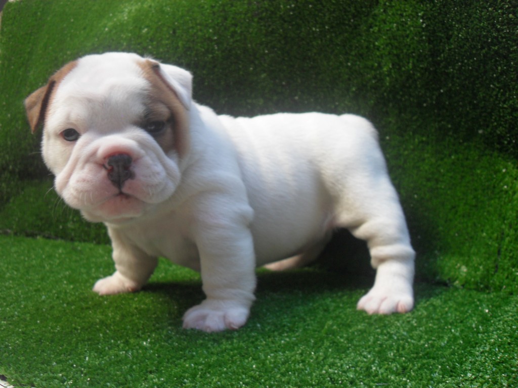 Mini Bulldogs Puppies Picture