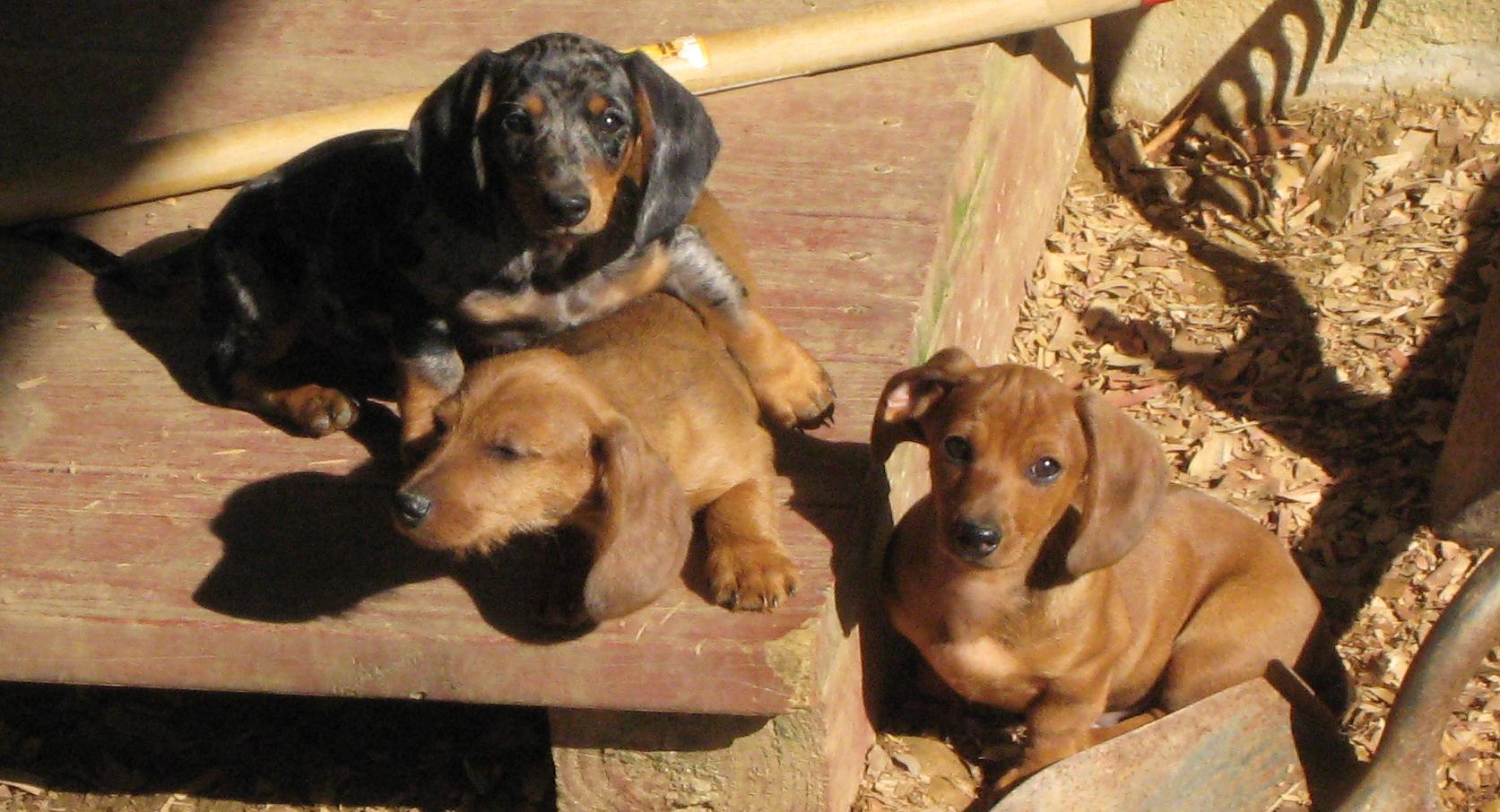 Miniature Dachshund Puppies Picture Indiana