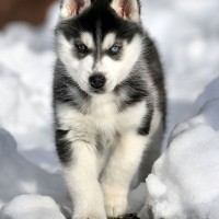 Siberian-Husky-Puppies-Picture-Philadelphia