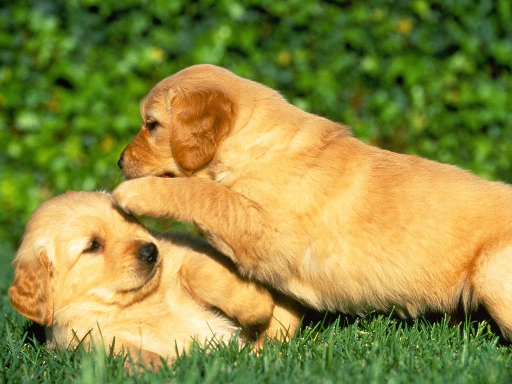 Trained Golden Retrievers Picture