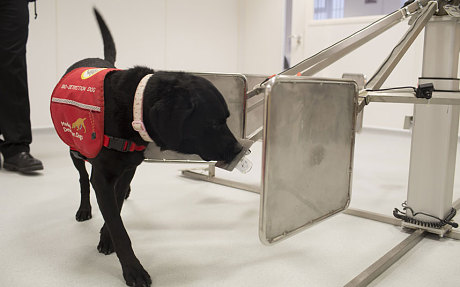 lucy-cancer-detection-dog